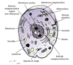 celula